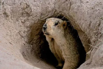 喜马拉雅旱獭:还吃?“看”你们来啦!7
