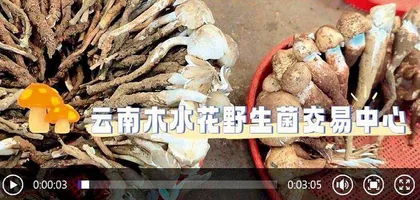 七彩云南的“融”文章2