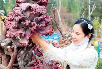 为植物萌宠建“托儿所”0