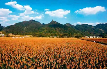 广西南丹：“三万”基地打造“万企兴万村”样板