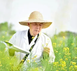 油菜院士，“花开”60年0