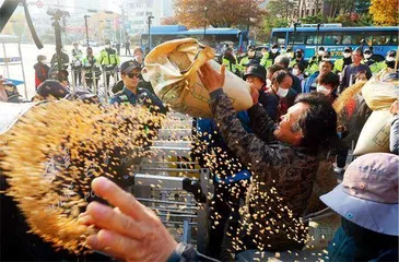 稻米横飞