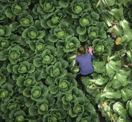 一碟泡菜寄相思0