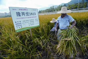 袁隆平、杂交水稻与中国人的饭碗1