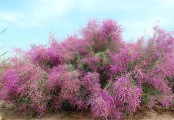 吐鲁番：沙漠中建起植物园1