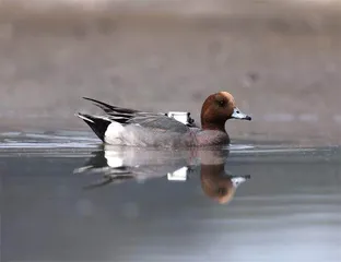 鹏城红树连世界2