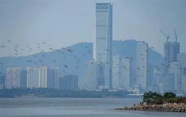 为了天空任鸟飞