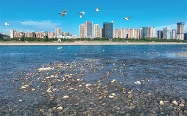 宜昌：长江水清，江豚逐浪2