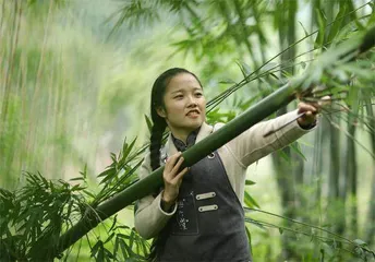 中国竹，千亿大产业