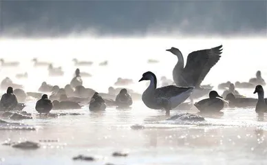 沈阳：绿染沈水，浑河蝶变1