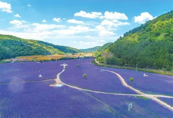 甘肃庆阳：子午岭上绿满塬0