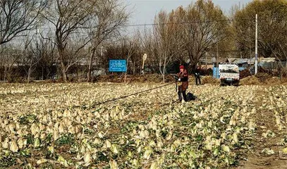 丰收的大白菜烂地里