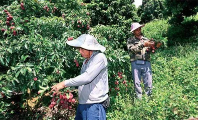 广东荔枝大幅减产