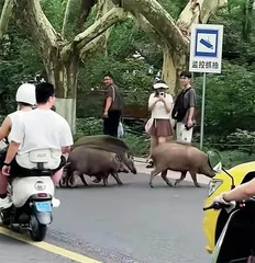 野猪闯祸之后1