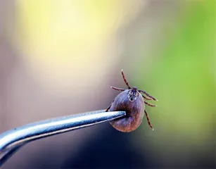 气候暖湿化下的蜱虫危机