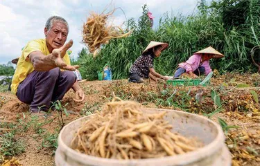 中药材价格狂飙背后1