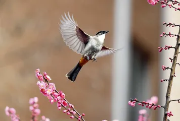 春和景明  鸟语花香