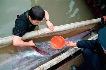 白鲟灭绝背后：珍稀水生动物的生存困境1