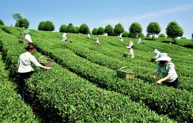 贵茶，一杯好茶的品格0