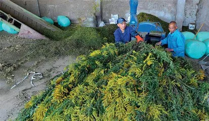 加拿大一枝黄花会成为下一个小龙虾吗？