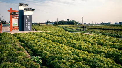 大成都寻路同城化