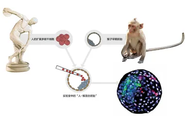 “人-猴混合胚胎”意味着什么？0