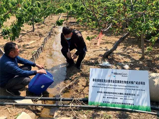 微生物土壤污染治理“新革命”0