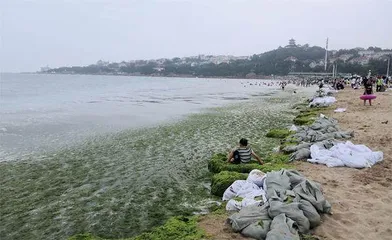 青岛浒苔泛滥之谜0