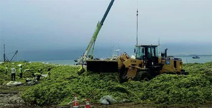 青岛浒苔泛滥之谜1