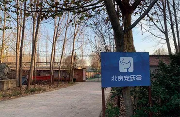 柴犬登登拍卖记1