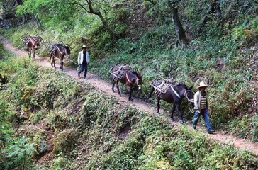 茶之路：神州一叶香寰宇1