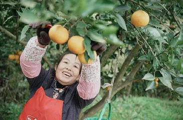 义和村的田园梦，这样实现2