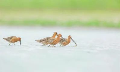 追寻上海“野趣”