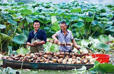 河南光山：莲藕喜获丰收0