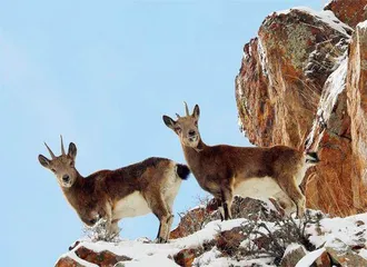 新疆博州：成群北山羊雪中觅食嬉戏