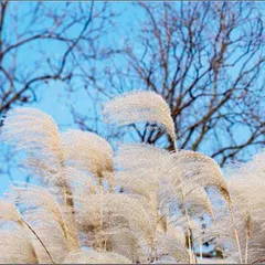 荻花舞秋风