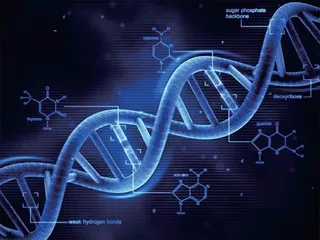 人类基因组 生物学的重大突破0