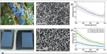 蓝莓为什么是蓝色的？科学家们找到了原因2