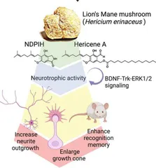 昆⼠兰研究组发现猴头菇的强效神经营养功能：可促进神经⽣⻓、增强记忆⼒1