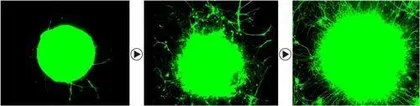 运动即药物：科学家揭示神经修复新机制1