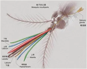 把正在吸血的蚊子拍死它的嘴会断在肉里吗？1