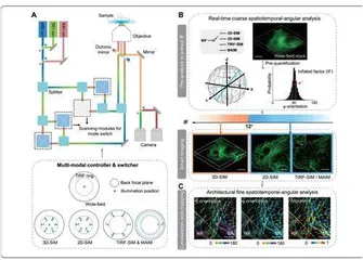 科学家开发智能计算生物医学显微成像技术提升成像精度和信息获取能力