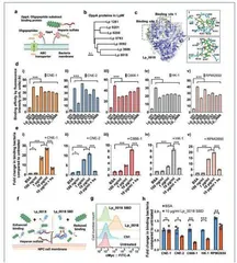 科学家成功开发出能将化疗药物直接运输到肿瘤位点的工程化细菌1