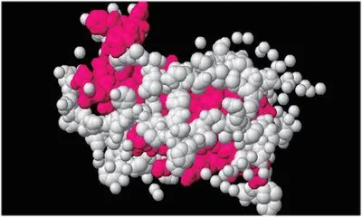 科学家首次发现生长激素对“焦虑神经元”的影响