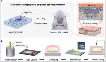 韩国科学家研制出治疗骨骼破裂的新型“骨绷带”材料1