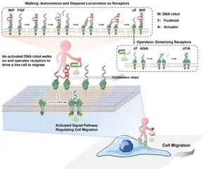 “自主漫步”DNA机器人，可精准调控细胞行为，转化工作已提上日程2