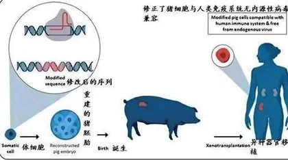 破解器官短缺难题：中国科学家在猪体内成功培育⼈类肾脏2