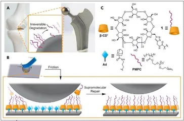 受天然关节软骨启发，清华大学研究团队合作开发自修复水 合润滑表面