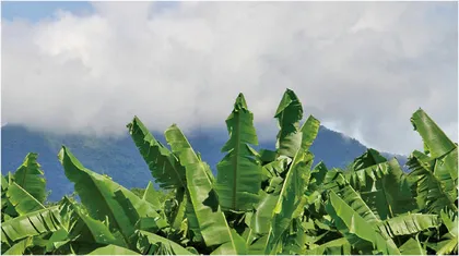 香蕉叶化身机器人？合成新型基于生物质微导管的微米机器人