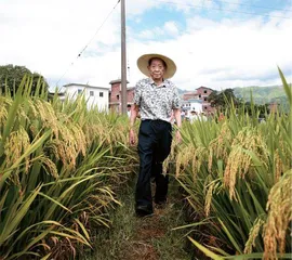 袁隆平：“杂交水稻之父”的两个梦0